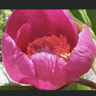 Paeonia novakii - Pilt 6